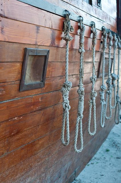 Group of hanging ropes each with a noose at the end