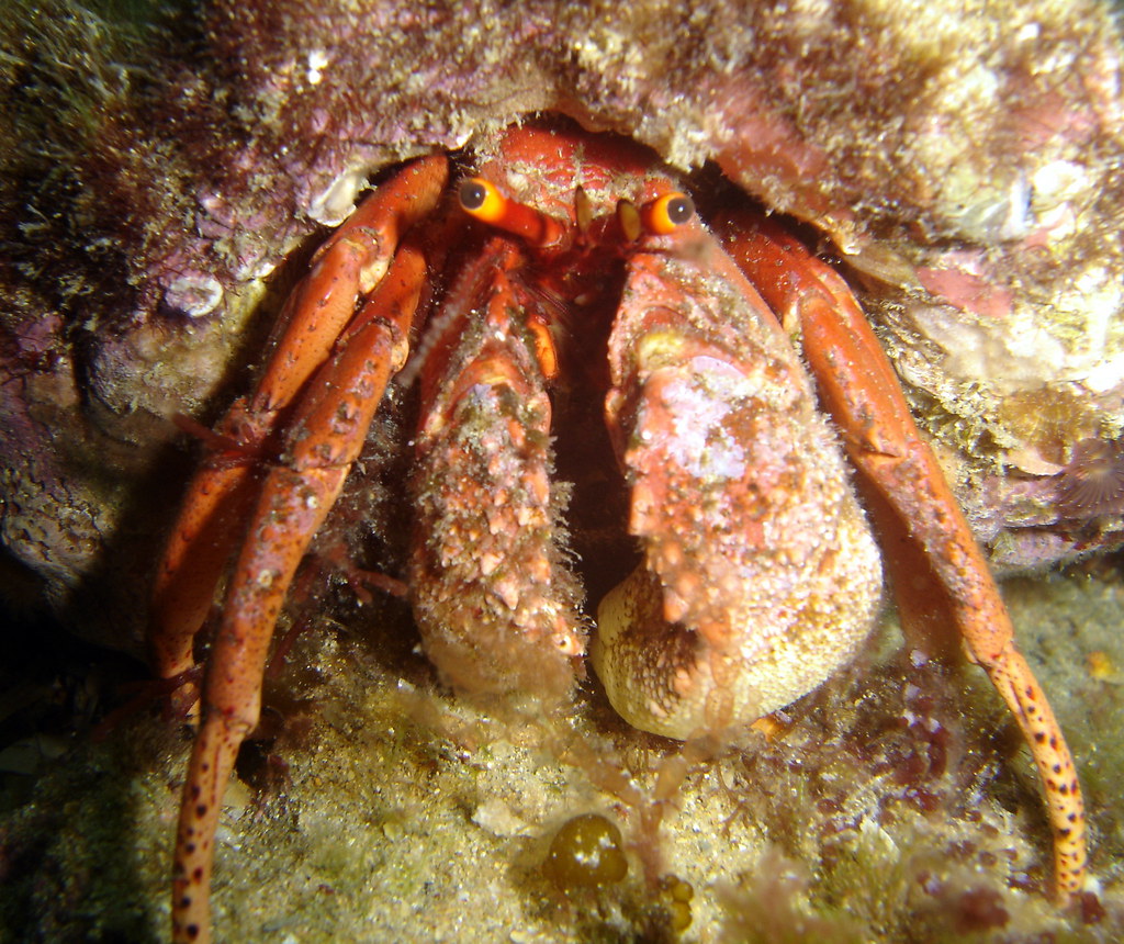 Giant hermit crab.