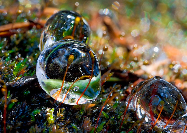 Moss sporangiums in ice drops / Esporangios del musgo en un mundo de cristal