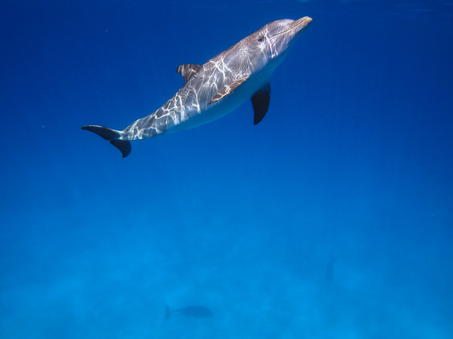 Wild dolphins off Bimini