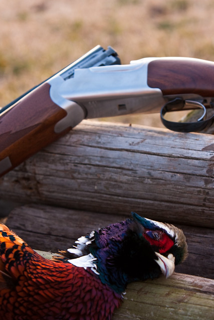 Ruger Red Label and Pheasant