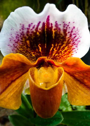 macro haiku pennsylvania pa longwoodgardens kennettsquare d700 orchidextravaganza nikon24mmf35pcetiltshift