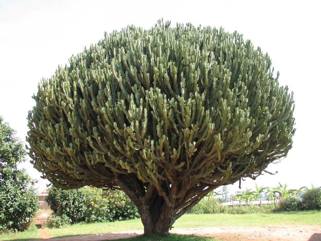 Tree in Butare | Ruairi O hEithir | Flickr