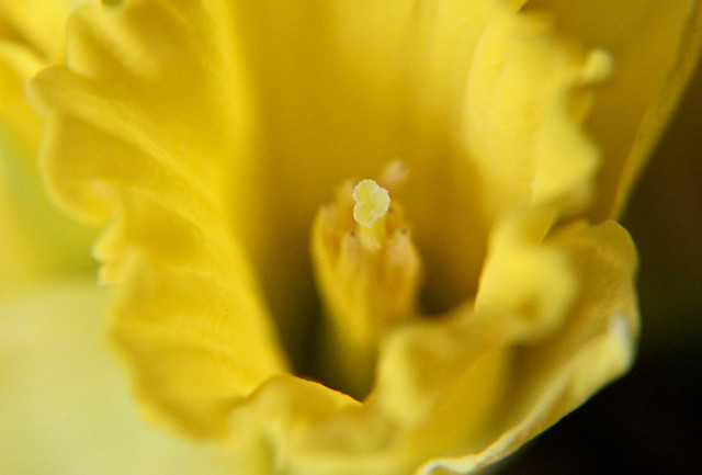 7/365: Daffodils For My Mom