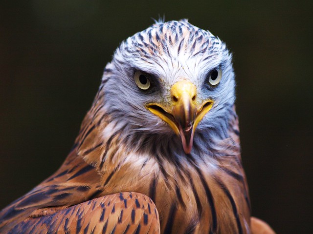 Portrait of a Red Kite = Rotmilan