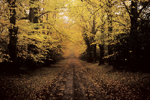 landscape kildare 2c 72dpipreview film getty images licensed ©lowresolutionpreview tree road nikormat ireland cokildare autumn cgettyimages ©2c best flickr hugh dempsey