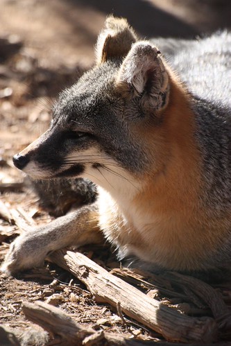Gray Fox | by petersnm