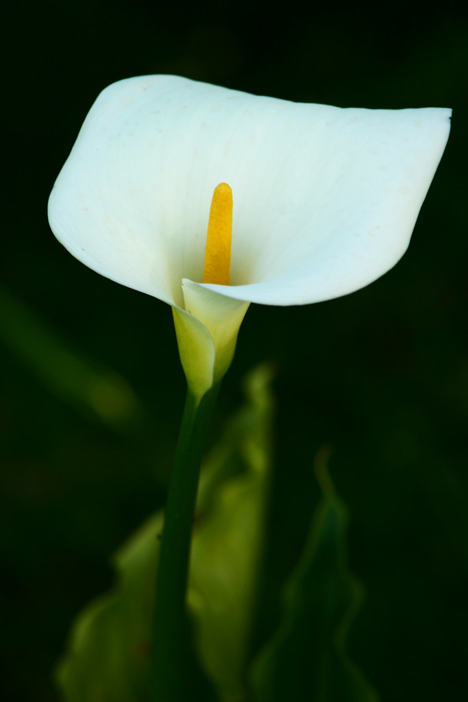 White Callas Flower | Andrew Williams | Flickr