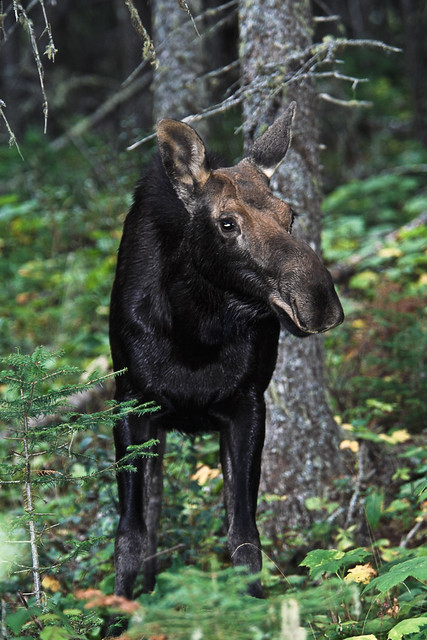 Moose in forest of Isle Royale