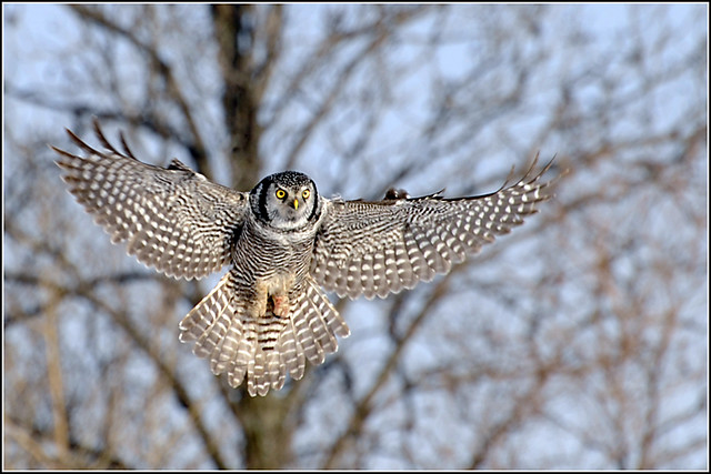 Owl (Northern Hawk) - 0113