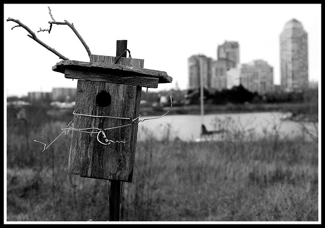 Public Housing is for the birds  2