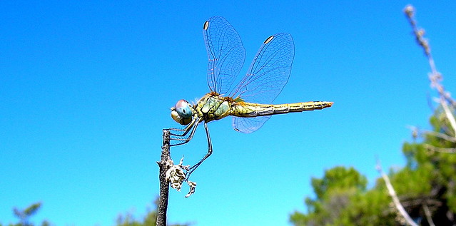 La libellula del parco - the dragonfly of the park