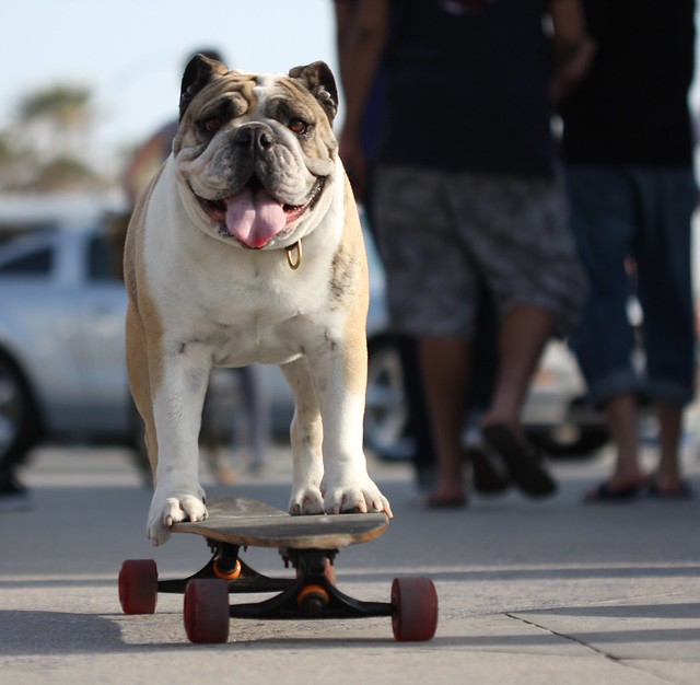 Floyd the skateboarding dog