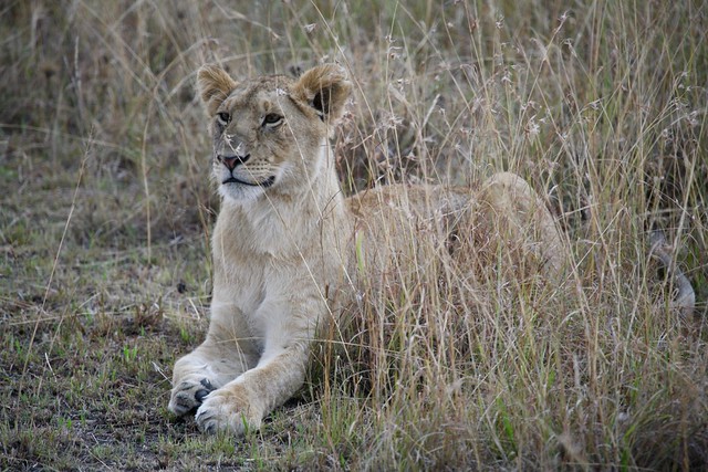 Lioness Masai Mara Kenya East Africa