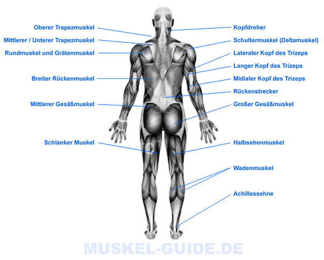 Anatomie des körpers