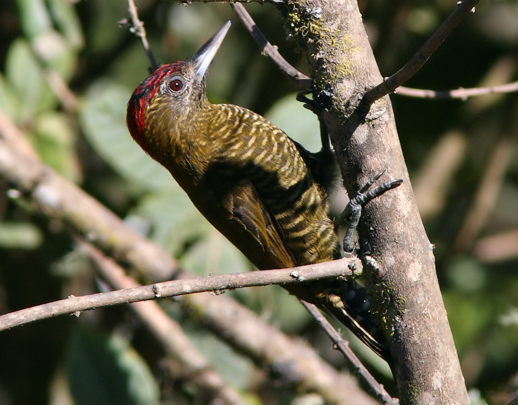 Bar-bellied Woodpecker (Veniliornis nigriceps)