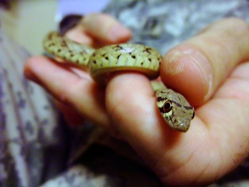 Snake Handler Capt Christopher Wilton Senior Communicati Flickr