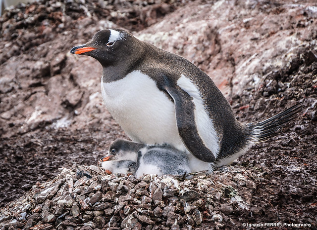 Gentoo penguin nest