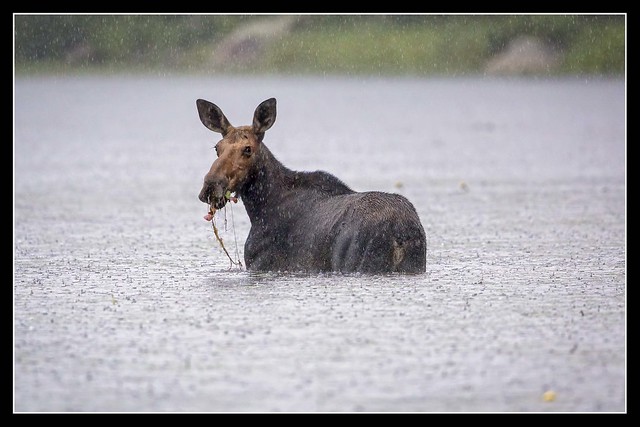 Rainy Moose...