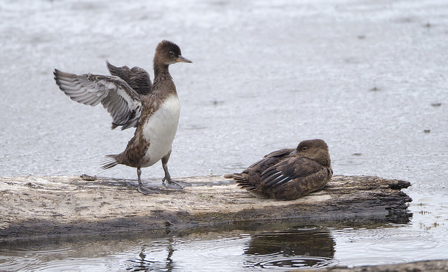 Young Hooded Mergansers in the Rain