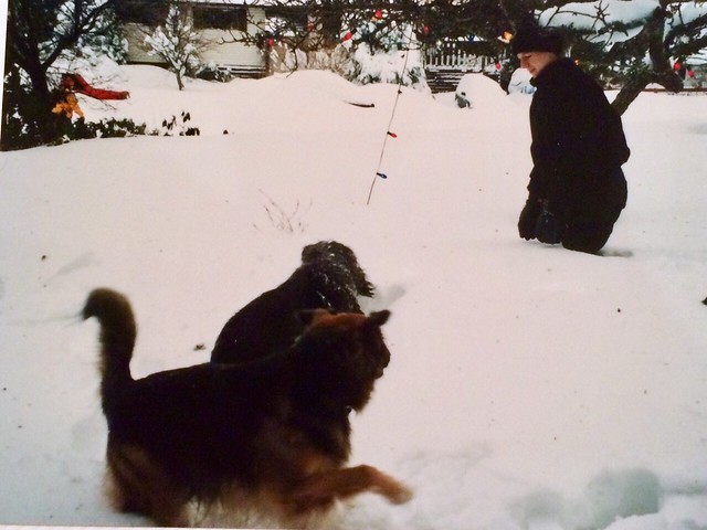 Frolicking in the snow, Maddie, Rufus and Ryan. Photo Rhonda Cliff