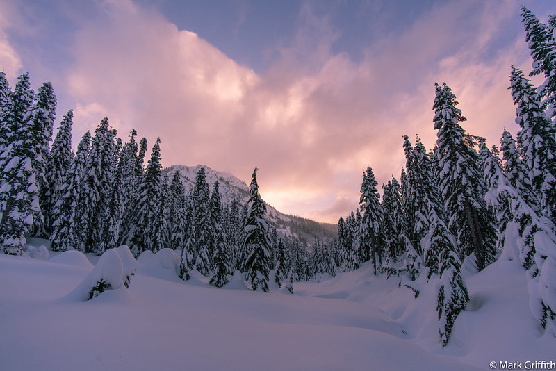 The Morning Light