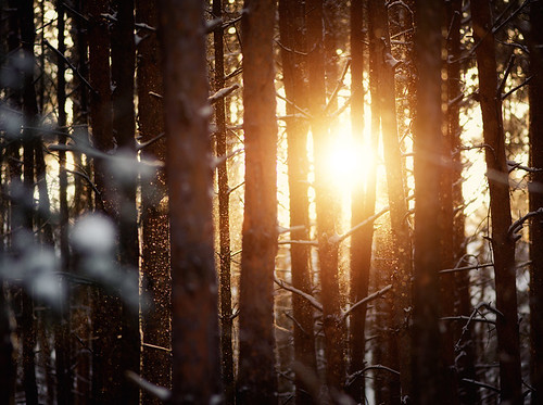 Winter Sun by Philipp Klinger Photography
