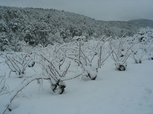 nevada gener 2010 | Carme Puxan | lallacuna | Flickr