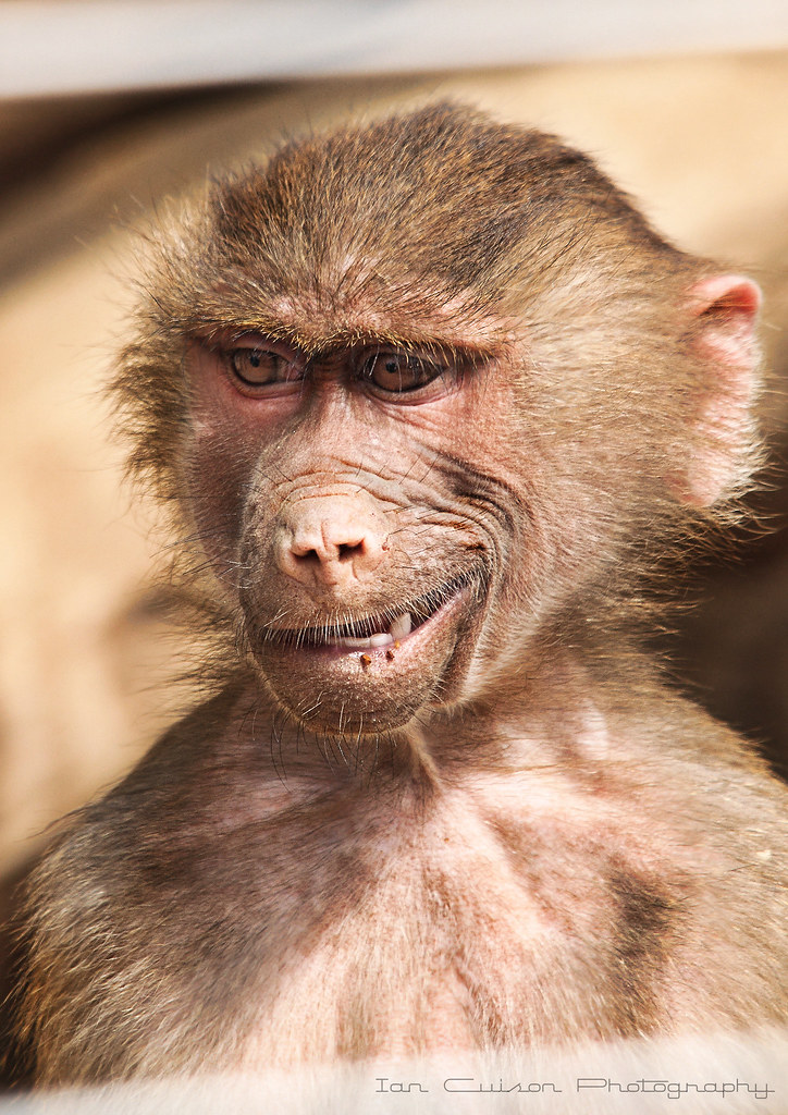 Monkey Smirk | Nice smile huh! LOL! i saw lots of bees aroun… | Flickr