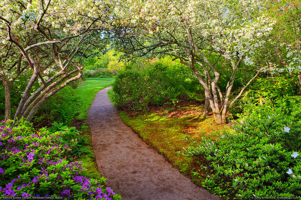 Asticou Azalea Garden Acadia This Shows The Walking Path Flickr