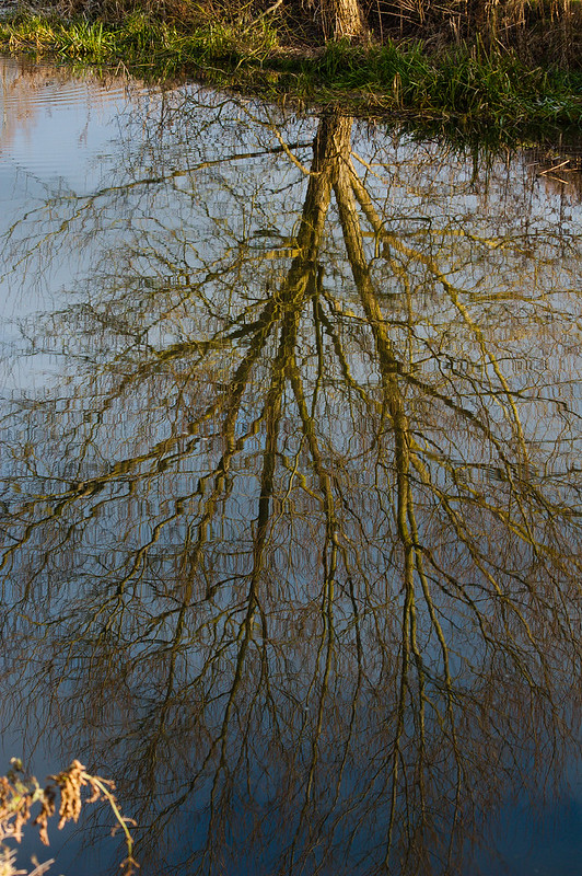 Reflected tree