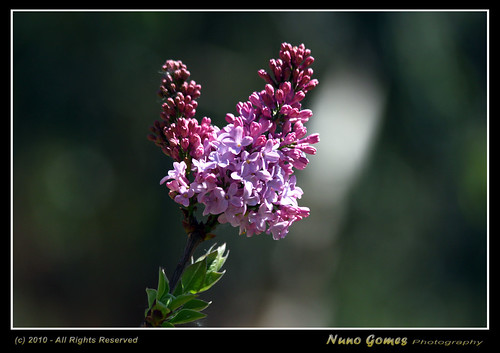 Flor Lilás - Purple Flower 01 by Nuno-Gomes (Enough is enough)