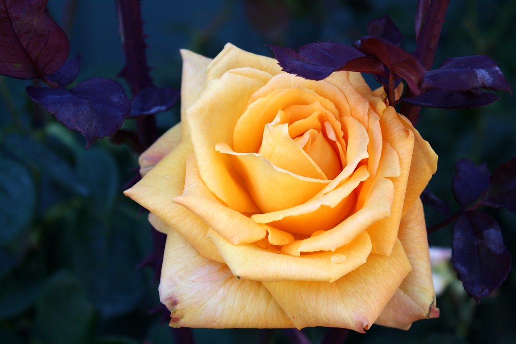 First Gold Rose Golden Rose | Time of Roses by Thomas Hood It was not in the… | Flickr