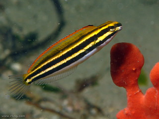 Yellow-lined Sabretooth Blenny | by richard ling