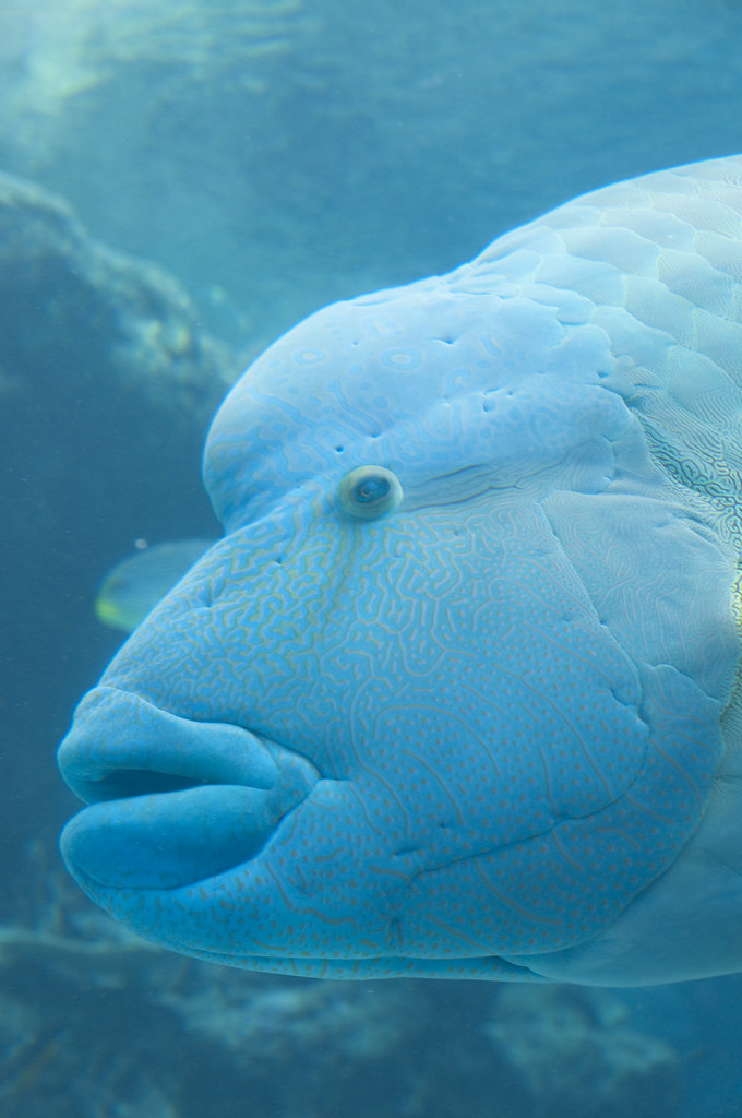 メガネモチノウオ, 沖縄美ら海水族館 ナポレオンフィッシュ Yuichi Sakuraba Flickr