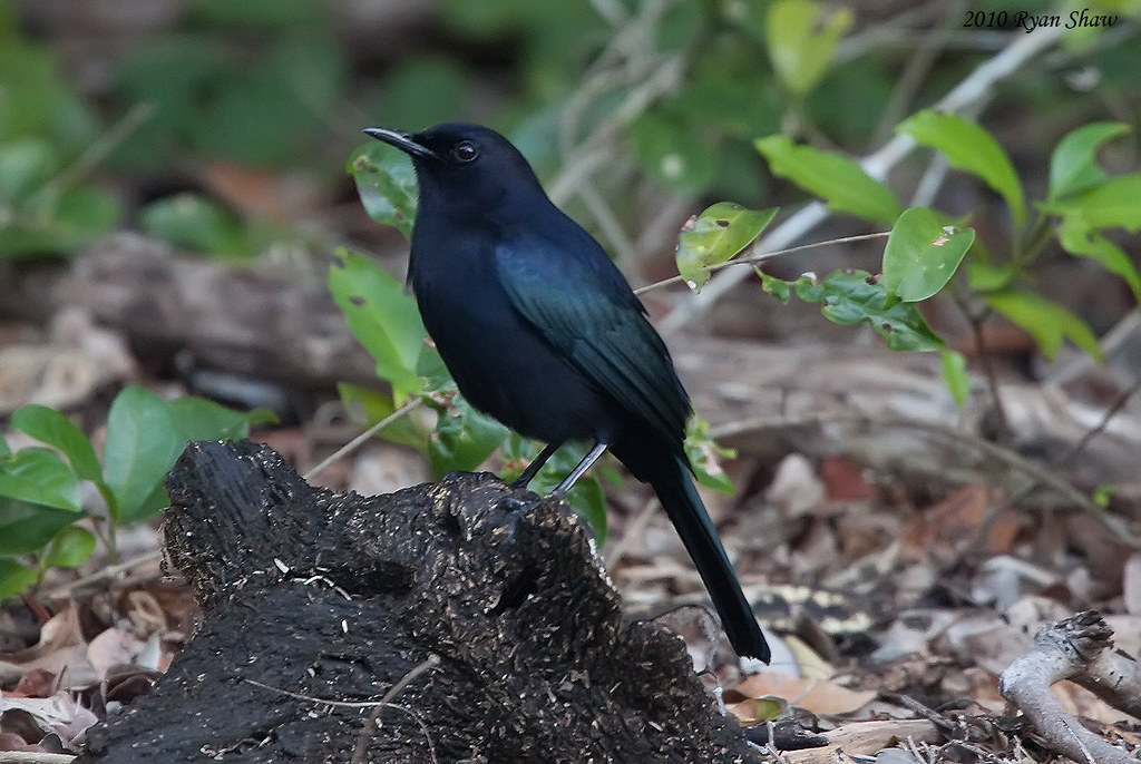 Black Catbird (Melanoptila glabrirostris)