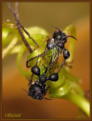 insect inseto treehopper hemiptera auchenorrhyncha membracidae raynoxdcr250 cyphonia canons5is