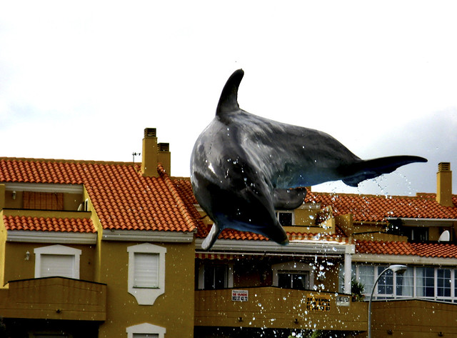 delfin volador