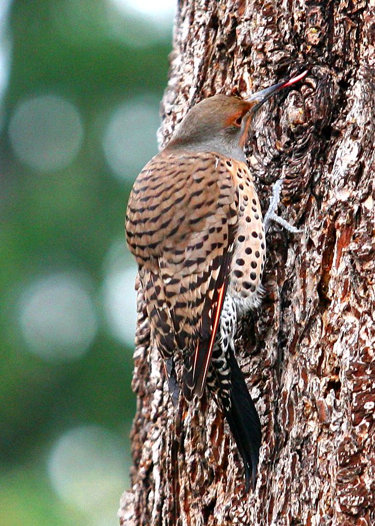 Northern Flicker Female Woodpecker | A female Northern Flick… | Flickr