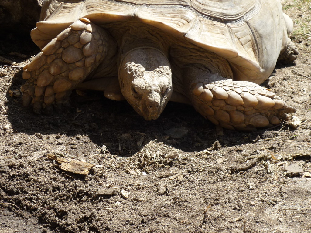 Natureza: a Xunta recuperará o sapoconcho común nas charca… | Flickr