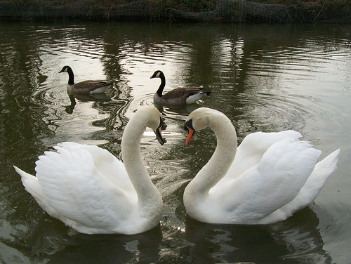 Swan love | by Peter O'Connor aka anemoneprojectors
