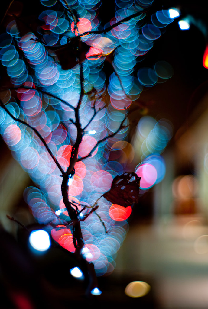 Trees of light | The M8 and Canon 50mm f1.2 are a magical co… | Flickr