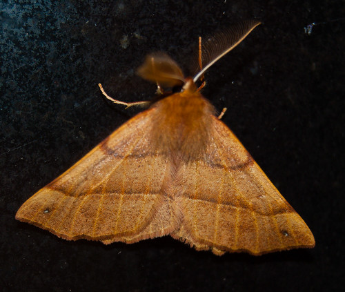 Feathered Thorn Moth