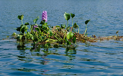 Water Hyacinth on Phewa Tal