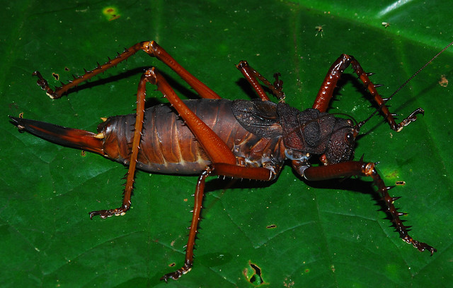 Amazonian lobster katydid, one of the heaviest insects in the world