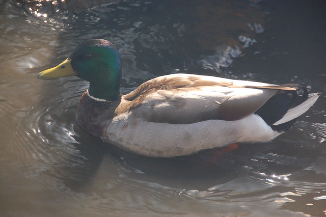 Mallard duck at Hammond Pond