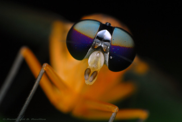 The eyes of a fly