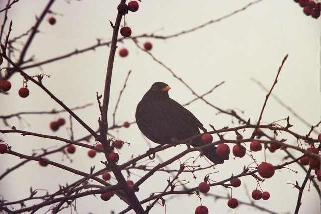 Blackbird in apple tree