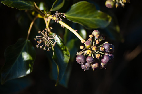 Ivy fruit