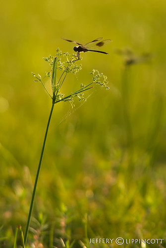 grass dragonfly spiderweb meadow northcarolina wilmington ponds jefflippincott jefferylippincott jeffreylippincott jtl0120